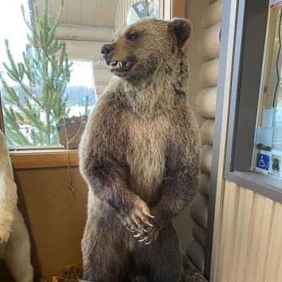 Grizzly Taxidermy
