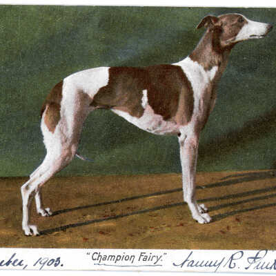 'Champion Fairy' 1903