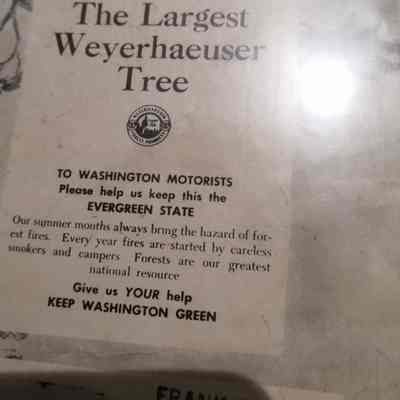 Weyerhaeuser Timber Company. The largest Weyerhaeuser tree