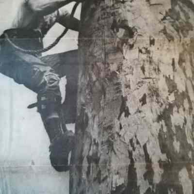 Loggers and logging. Newspaper articles on logging in BC.