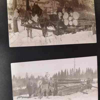 Logging with horses. Photograph.