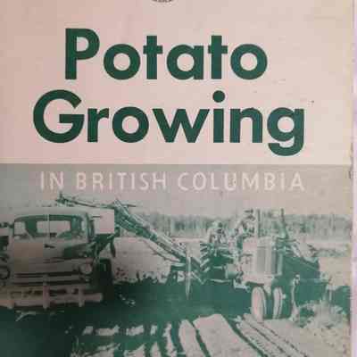 Potato growing in British Columbia