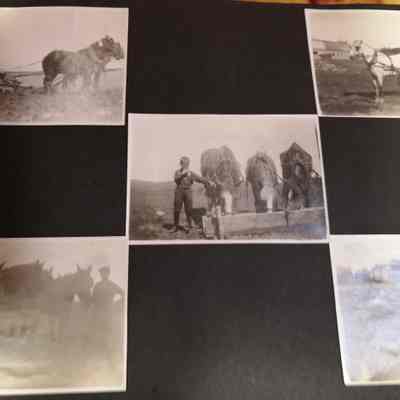Farm horses and equipment. Photograph