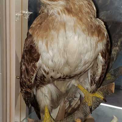 Hawk