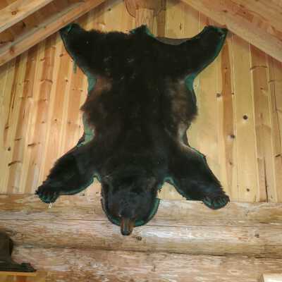 Black Bear