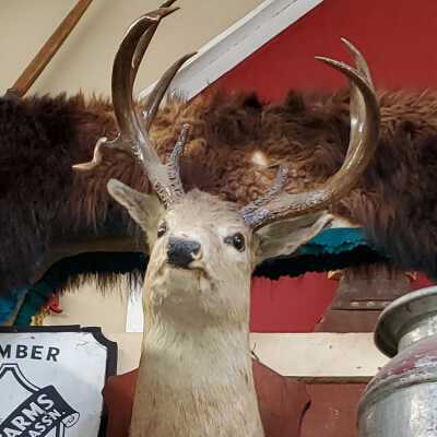 Deer