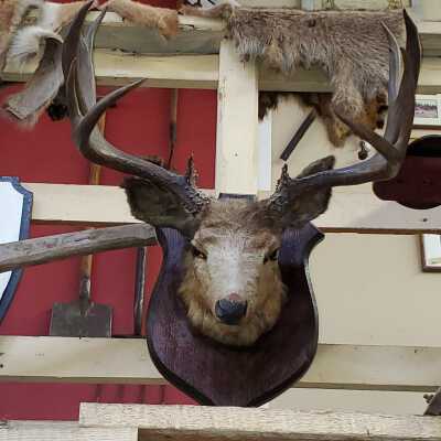 Deer