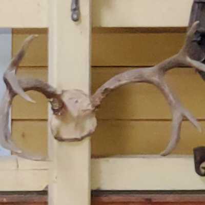 Deer horns 4 point