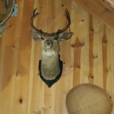Deer