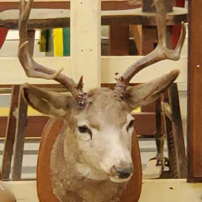 Deer