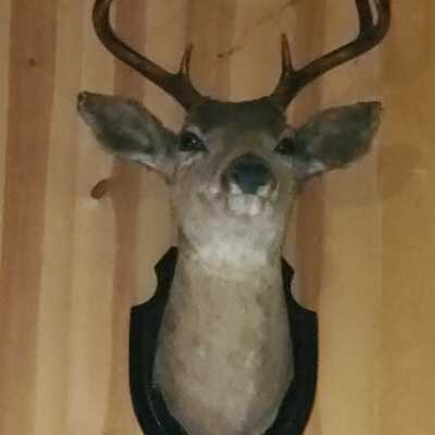 Deer