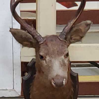 Deer