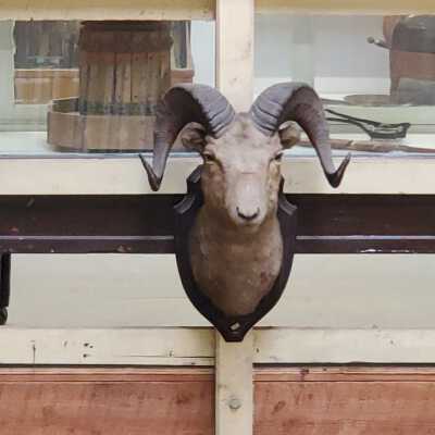 Big Horn Sheep