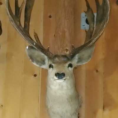 Elk