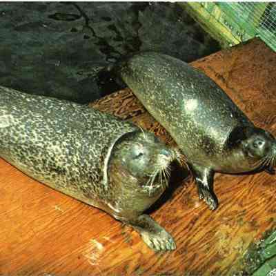 Milliken Collection 083