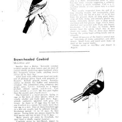 Enjoying Maine Birds