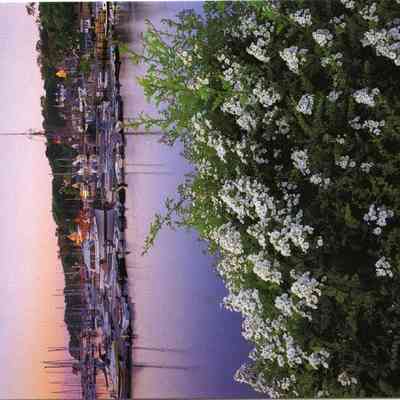 Milliken Collection 113