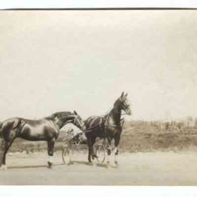 Racehorses: Origformat: Print-Photographic; Resolution: 150