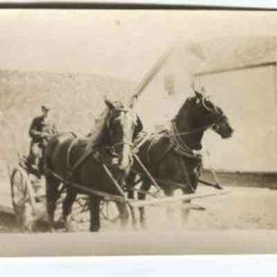 Working horses with wagon and driver: Origformat: Print-Photographic; Resolution: 150