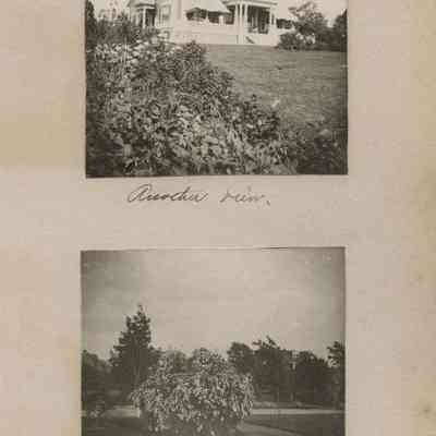 "Another view."; " The white bush by the walk."