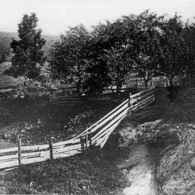 Apple orchard, Ducktrap, Maine