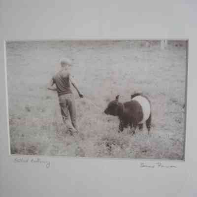 Boy with a Belted Galloway calf at Aldermere Farm