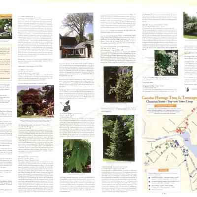 Heritage Trees & Treescapes WHC 2021.6 side a: Origsize: 24x18