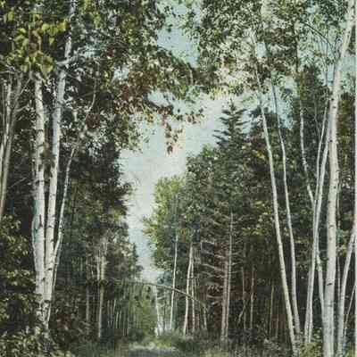 Bowley Collection Postcard 003 A