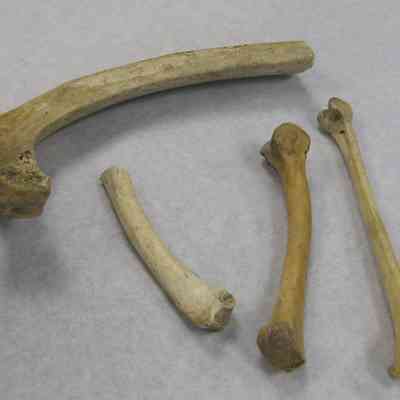 Animal bones