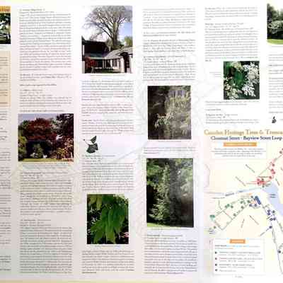 Walking TOur Heritage Trees & Landscapes Camden: Origsize: 24x18"