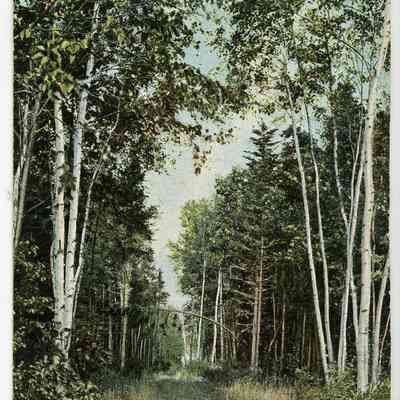 Pat Jones Postcard Collection 031