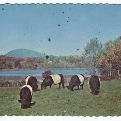Belted Galloways