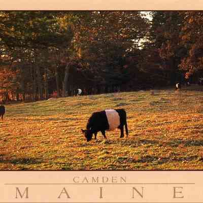 Milliken Collection 032