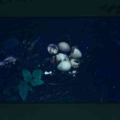 Destroyed turkey nest