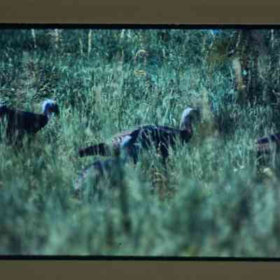 Wild turkeys walking in grass