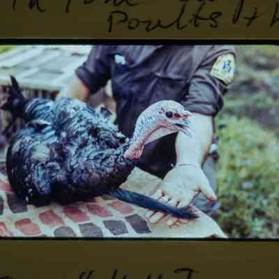 Inspecting turkey beard