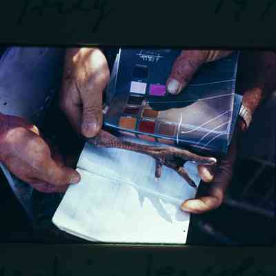 Researchers study leg color