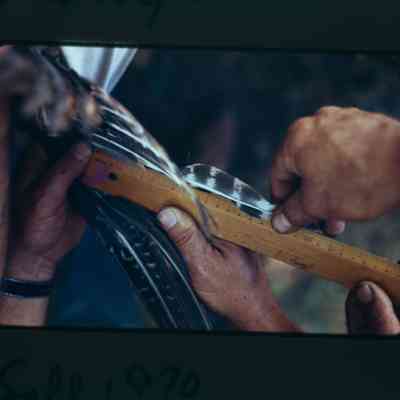 Researcher measures feathers