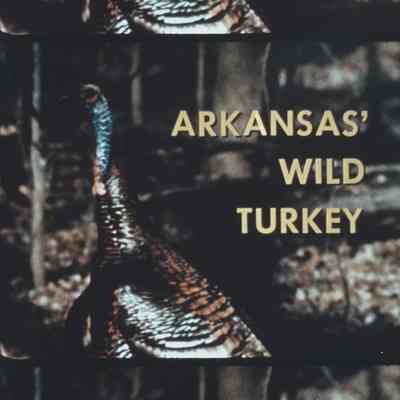 Arkansas Game and Fish // Arkansas Turkey 16mm // 1960-70s