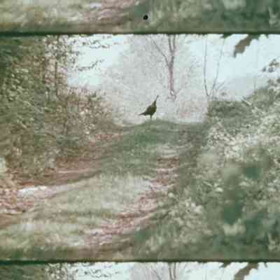 Wild Turkey Trophy and Tradition // Penn's Woods 16mm Film // 1977