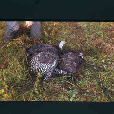 2 hens in capture net