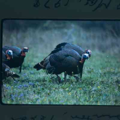 Group of gobblers feeding