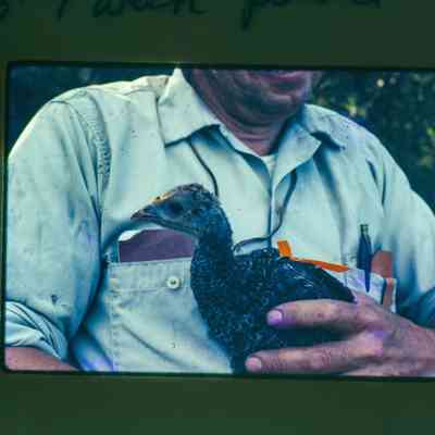 Fred Evans holding poult