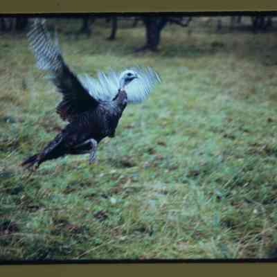 Hen turkey taking flight