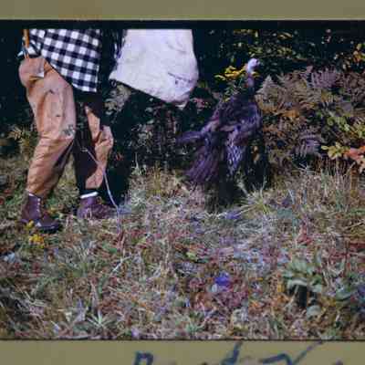 Turkey release, old sack