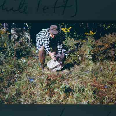 Hen being released from sack