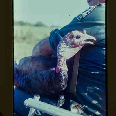 New York Fish and Game holding gobbler turkey