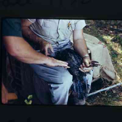 Researcher banding turkey
