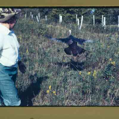 Woman releases wild turkey