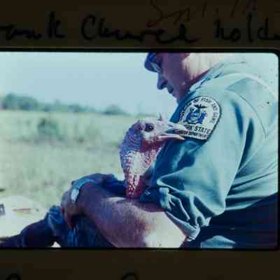 Agent holds turkey after capture